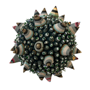 Star Seed 1/10