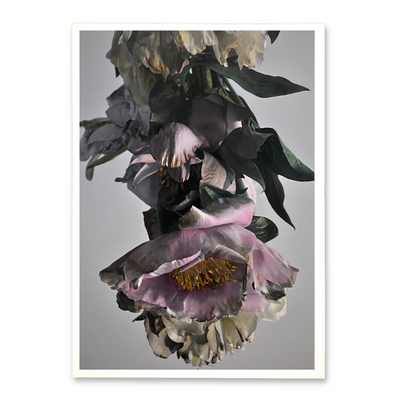 Boyd-Dunlop Gallery Hawke's Bay Napier Hastings Street  Boyd-Dunlop art dealer Contemporary framed works art for sale portrait landscape Susan Badcock Floral Photograph Hand coloured photograph framed framer art dealer interior design  framed