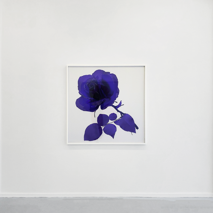Purple Rose