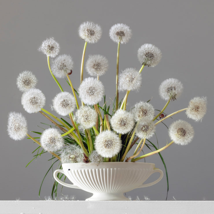 Boyd-Dunlop Gallery Napier Hawkes Bay Emma Bass Photographic Print Fine Art Print Giclee Floral Flowers Vase Limited Edition Dandelions