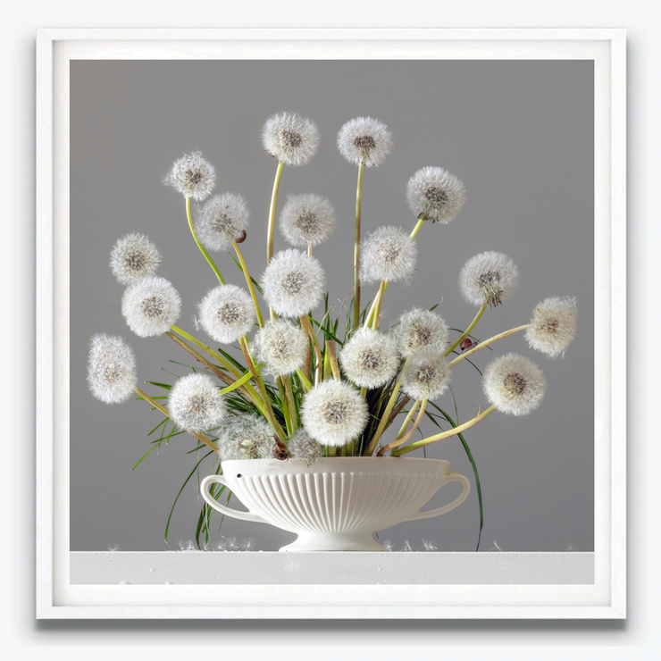 Boyd-Dunlop Gallery Napier Hawkes Bay Emma Bass Photographic Print Fine Art Print Giclee Floral Flowers Vase Limited Edition Dandelions