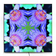 Floral Photo Manipulation Pondering Limited Edition Pattern Lightbox Adjustable Colours Dominic Fritsche Fridom Graphic Design and Artist