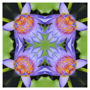 Floral Photo Manipulation Pondering Limited Edition Pattern Lightbox Adjustable Colours Dominic Fritsche Fridom Graphic Design and Artist