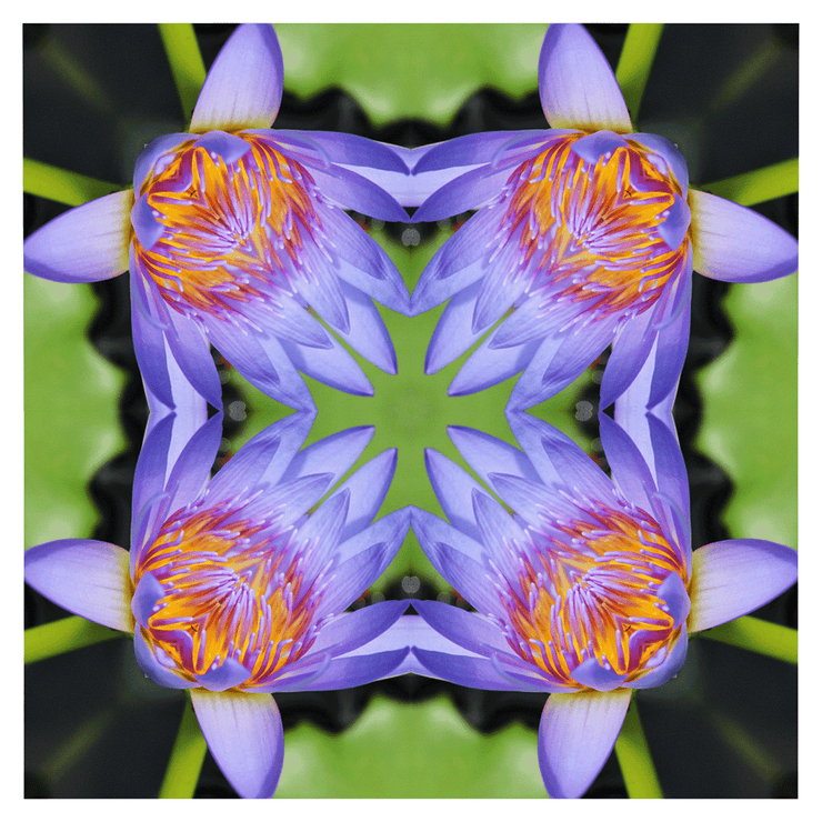 Floral Photo Manipulation Pondering Limited Edition Pattern Lightbox Adjustable Colours Dominic Fritsche Fridom Graphic Design and Artist