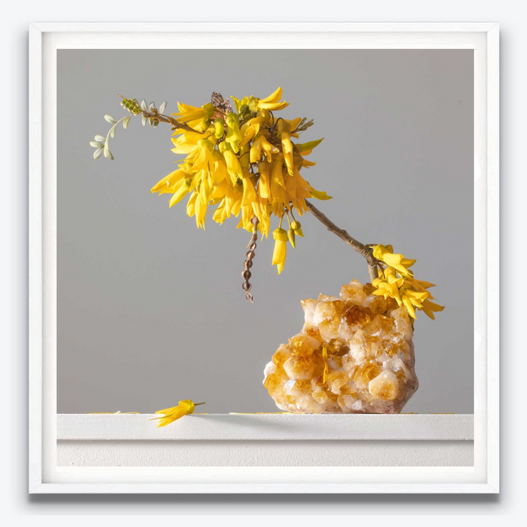  Boyd-Dunlop Gallery Napier Hawkes Bay Emma Bass Photographic Print Fine Art Print Giclee Floral Flowers kowhai crystal yellow framed
