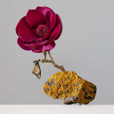Boyd-Dunlop Gallery Napier Hawkes Bay Emma Bass Photographic Print Fine Art Print Giclee Floral Flowers Vase butterfly rock magnolia